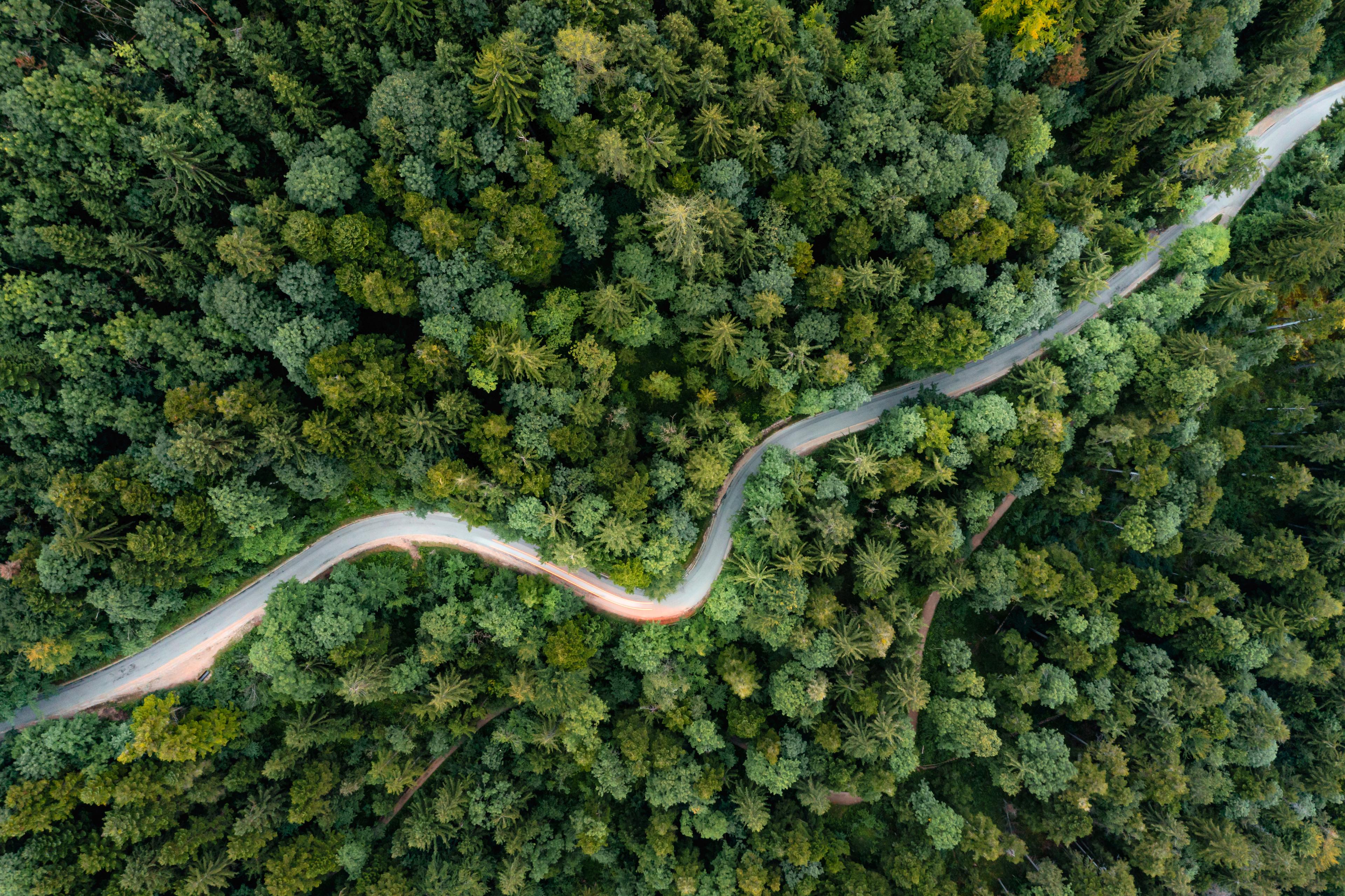 green forest way